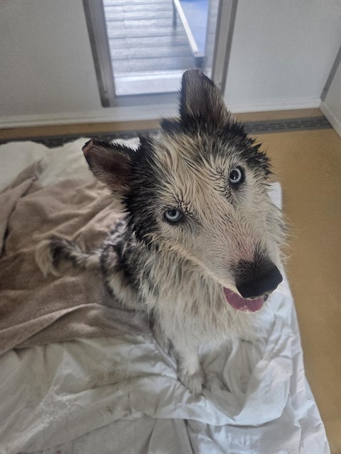 Siberian Husky available for adoption
