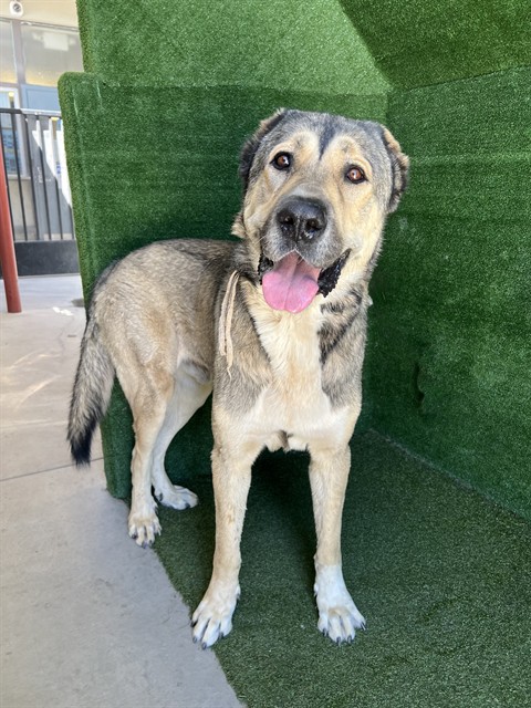 A5796829, a Caucasian Sheepdog (Caucasian Ovtcharka), available for adoption