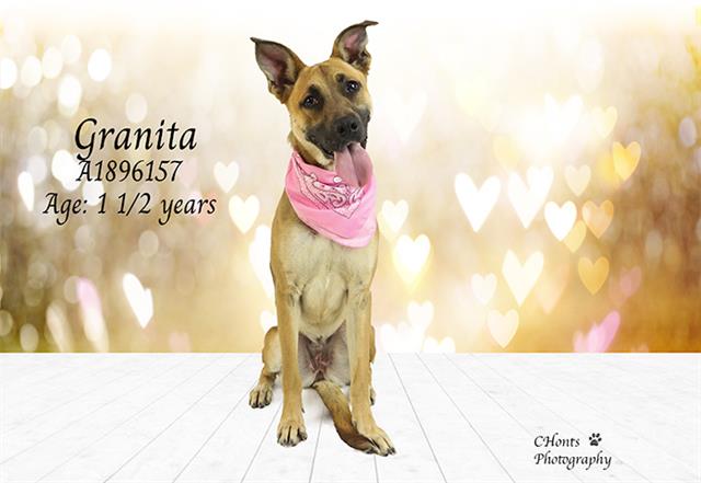 Granita, a Black Mouth Cur (mix breed), available for adoption
