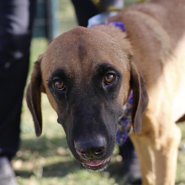 Ted, a Hound (mix breed), available for adoption
