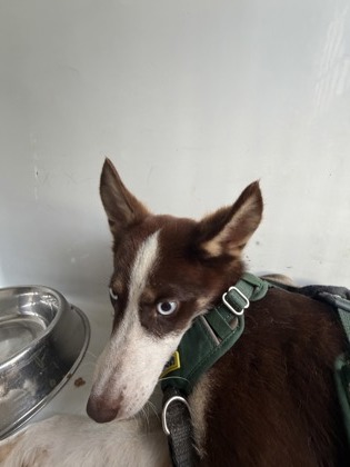 Bean, a Italian Greyhound (mix breed), available for adoption