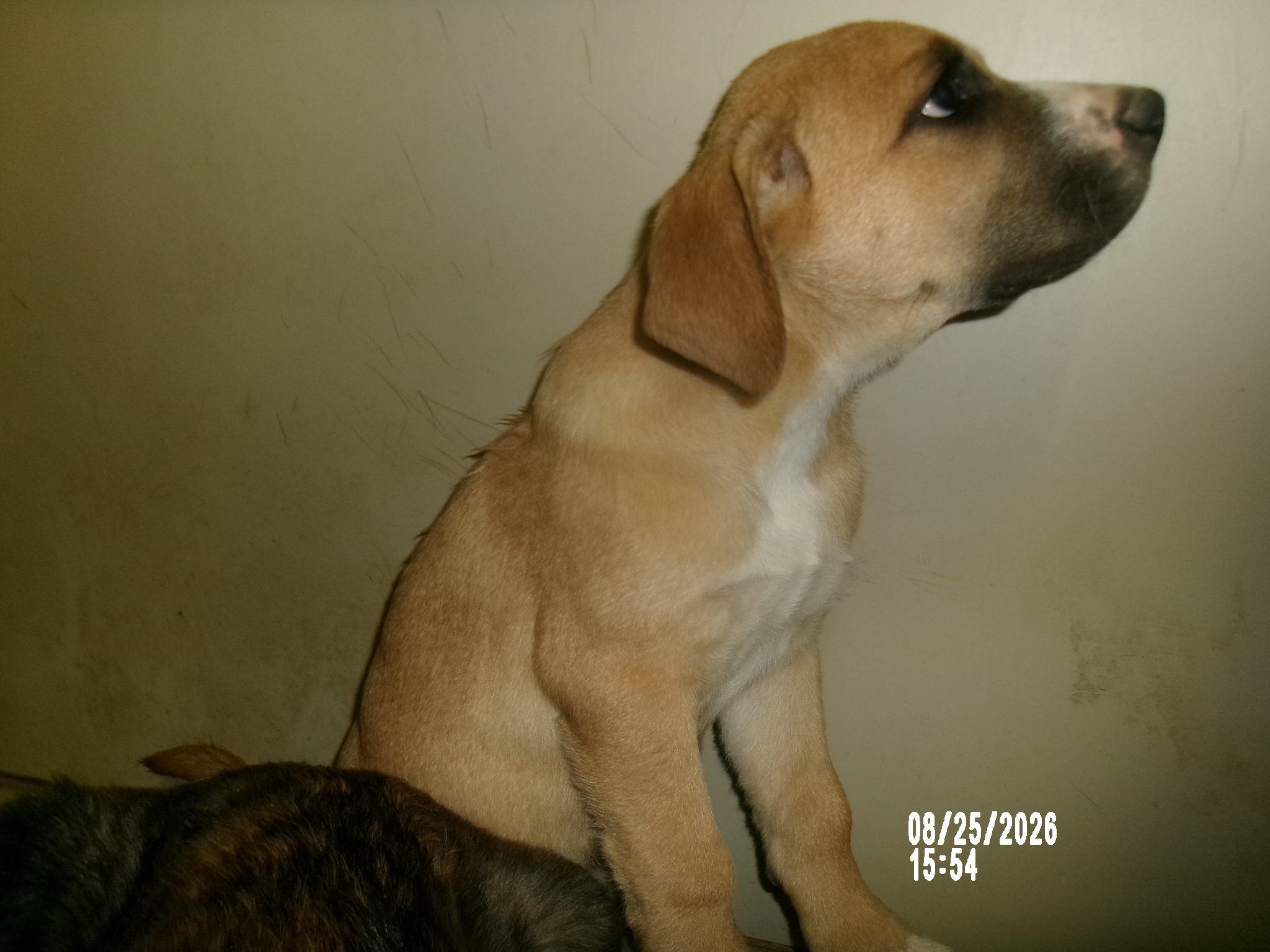 August, a Shepherd (mix breed), available for adoption