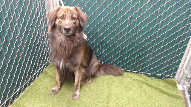 Max, a German Shepherd, available for adoption