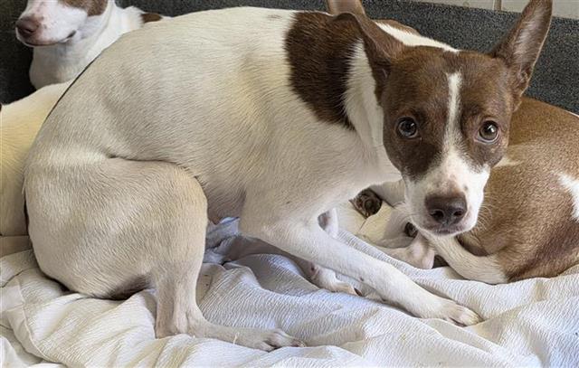 Nesia, a Terrier (mix breed), available for adoption