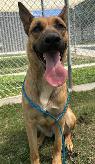 Beth Anne, a German Shepherd, available for adoption