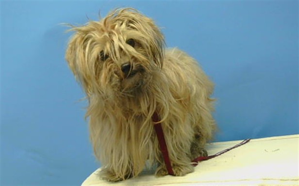 A5797896, a Terrier, available for adoption