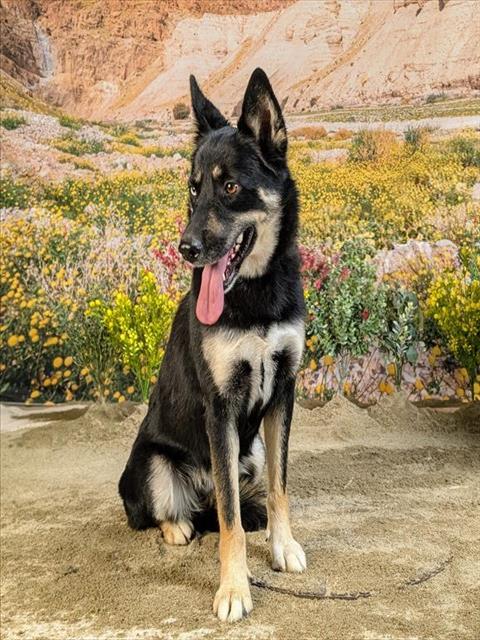 Zara, a Husky (mix breed), available for adoption