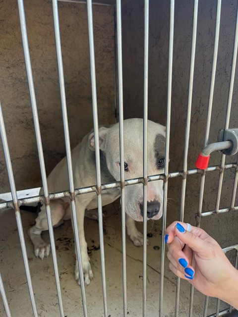 Chanel, a Pit Bull Terrier (mix breed), available for adoption