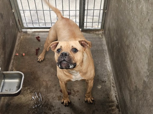 Roscoe, a American Staffordshire Terrier, available for adoption