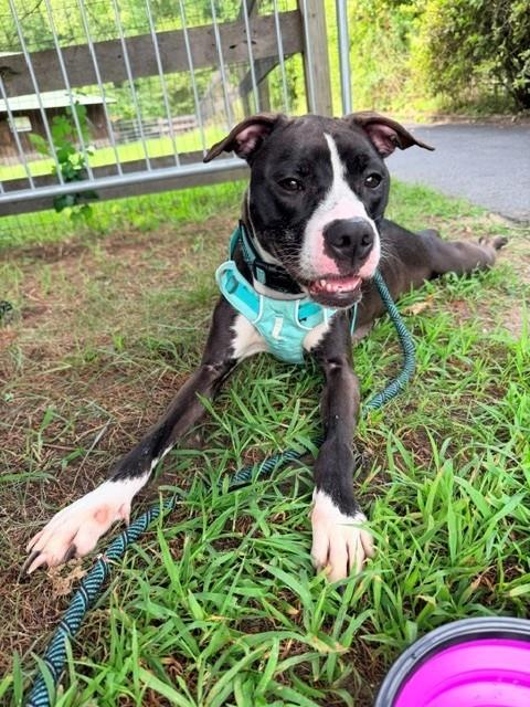 Godiva, a Pit Bull Terrier (mix breed), available for adoption