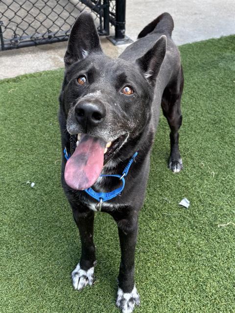 Rain, a American Staffordshire Terrier (mix breed), available for adoption
