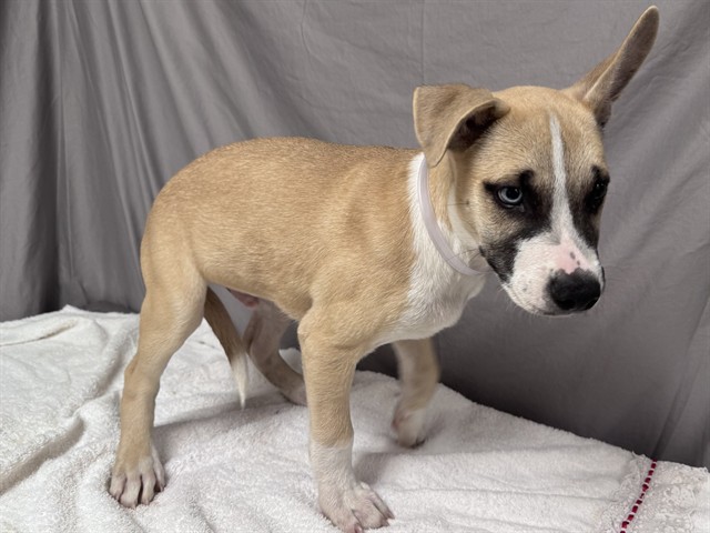 Ash, a Catahoula Leopard Dog, available for adoption