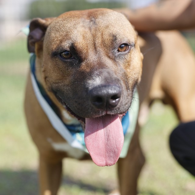 Little John, a Mastiff (mix breed), available for adoption