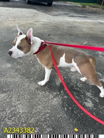Spikey, a American Staffordshire Terrier, available for adoption