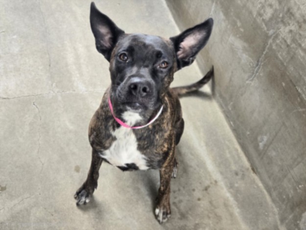 Coco, a Mountain Cur, available for adoption