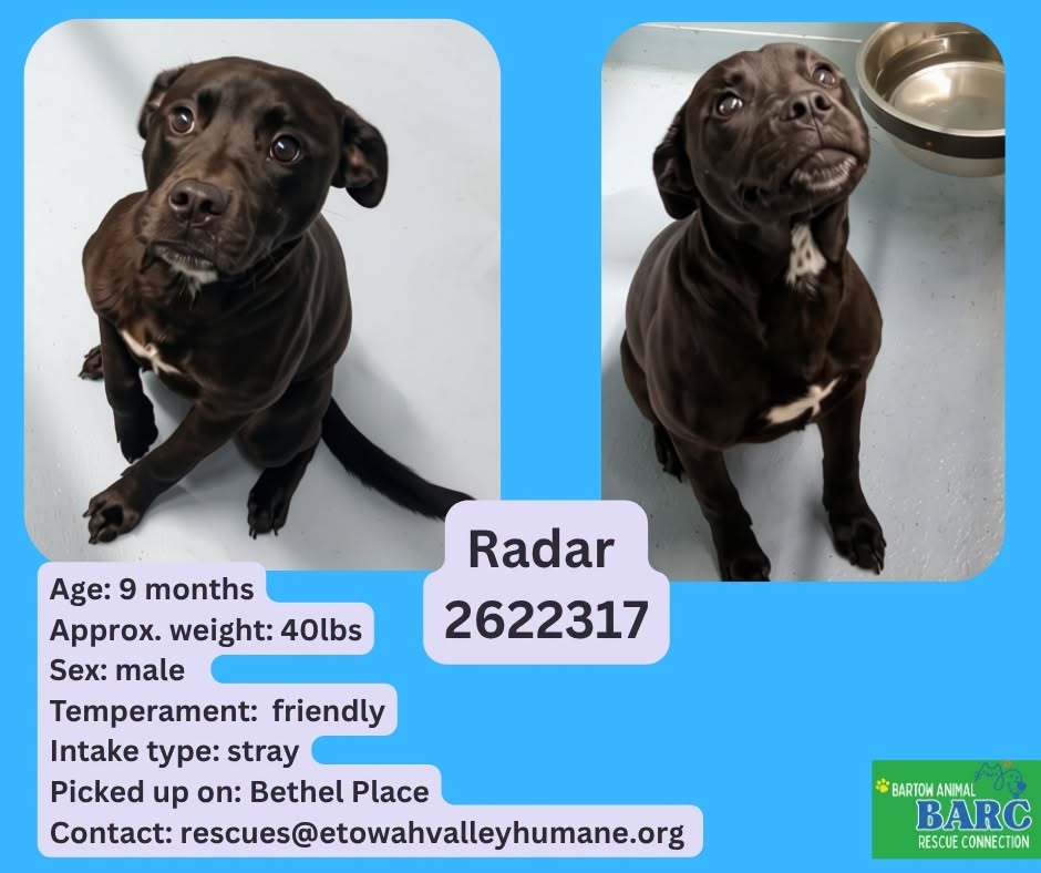 Radar, a Retriever, available for adoption