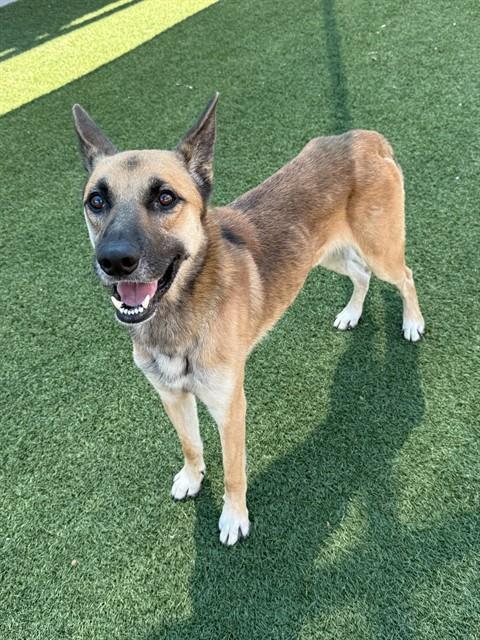Boe, a German Shepherd, available for adoption