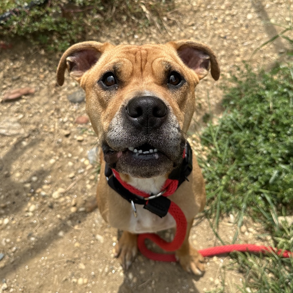 Princess, a Pit Bull Terrier, available for adoption