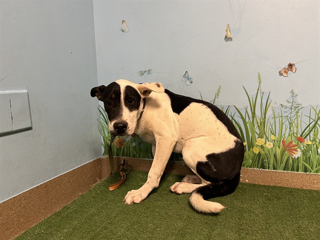 Sampson, a Bullmastiff, available for adoption