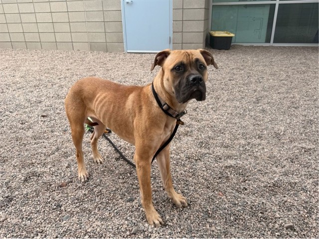 Francheska, a Boxer (mix breed), available for adoption