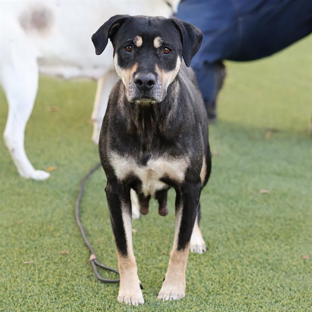 Sadie, a Pit Bull Terrier, available for adoption