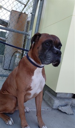 Rusty, a Boxer, available for adoption