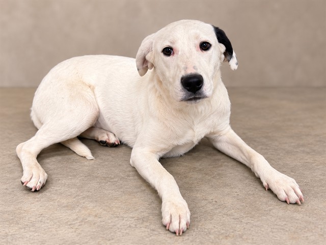 Sky, a Border Collie, available for adoption