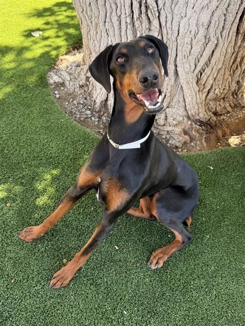 Candace, a Doberman Pinscher, available for adoption