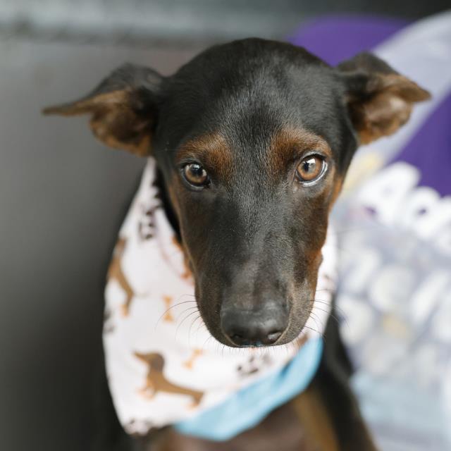 Rolly, a Miniature Pinscher (mix breed), available for adoption