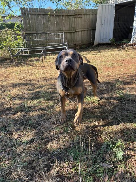 Minnie, a Pit Bull Terrier (mix breed), available for adoption