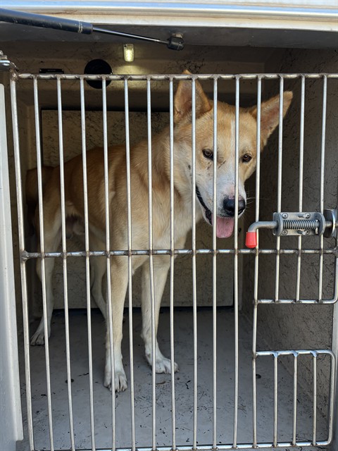 A481534, a Jindo (mix breed), available for adoption