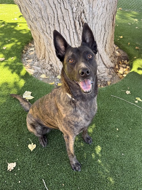 Remy, a Dutch Shepherd, available for adoption