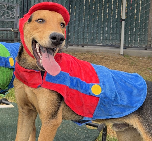 Ozzy, a German Shepherd (mix breed), available for adoption