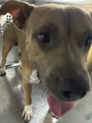 Marlin, a Pit Bull Terrier, available for adoption
