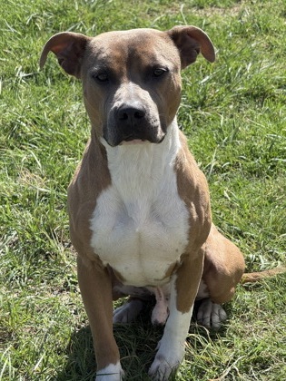 Marlin, a Pit Bull Terrier, available for adoption