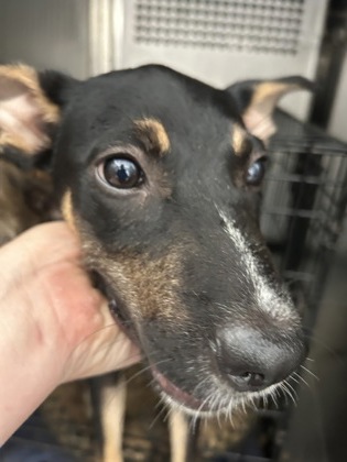 Dionne, a Pit Bull Terrier, available for adoption