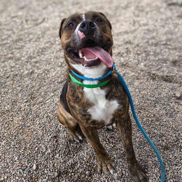 Mortar, a Pit Bull Terrier (mix breed), available for adoption