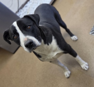 Ibony, a Pit Bull Terrier (mix breed), available for adoption