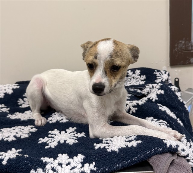 Chiquita, a Chihuahua, available for adoption