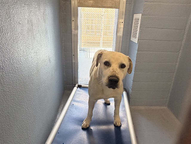 Casper, a Labrador Retriever, available for adoption