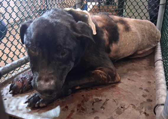 Rex, a German Shepherd, available for adoption