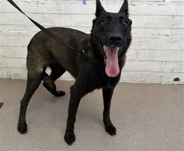 Yazmin, a Belgian Shepherd Malinois, available for adoption