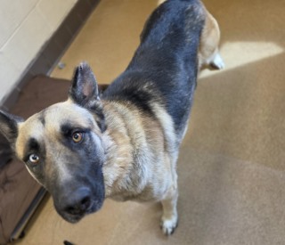 Knight, a German Shepherd, available for adoption