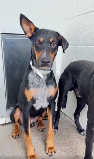 Davey, a German Pinscher, available for adoption
