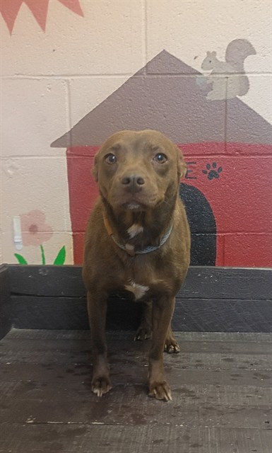 Quinn, a Pit Bull Terrier, available for adoption