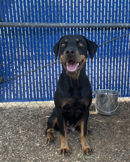 Gracie, a Rottweiler, available for adoption