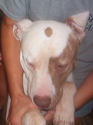 Other Photos of thie Dog