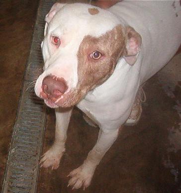 Other Photos of thie Dog