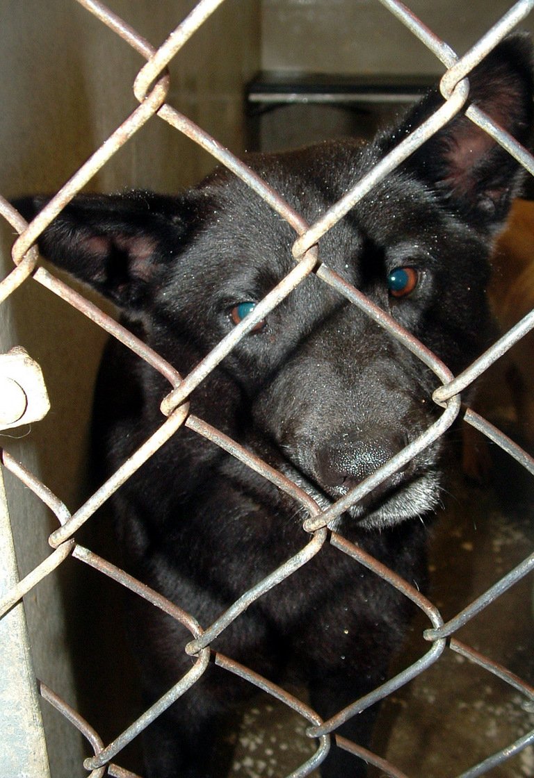 Main Photo of this Dog