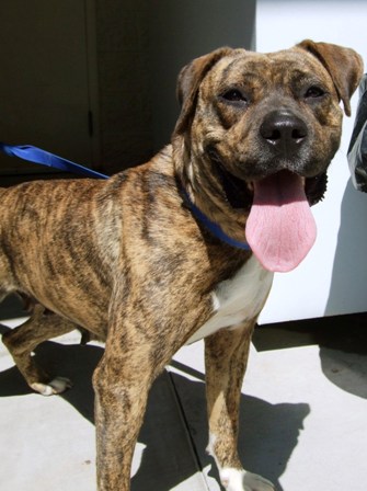 Other Photos of thie Dog